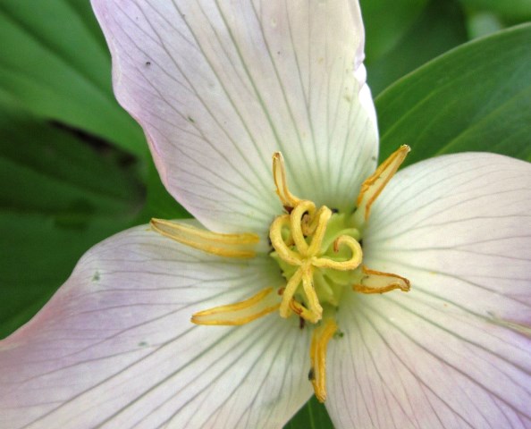 Trillium flower with conjoined ovaries - pic 5