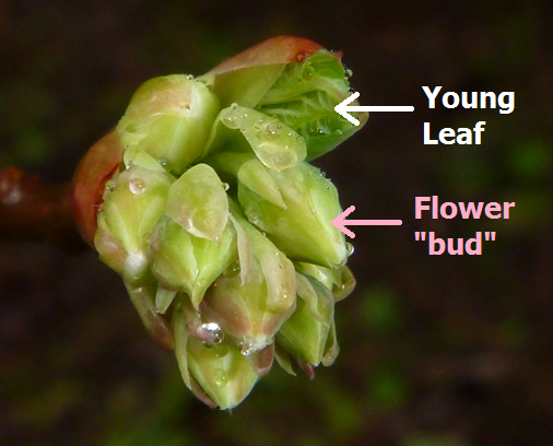 Flower buds vs. leaf buds