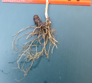 Rhizome and root system of a trillium